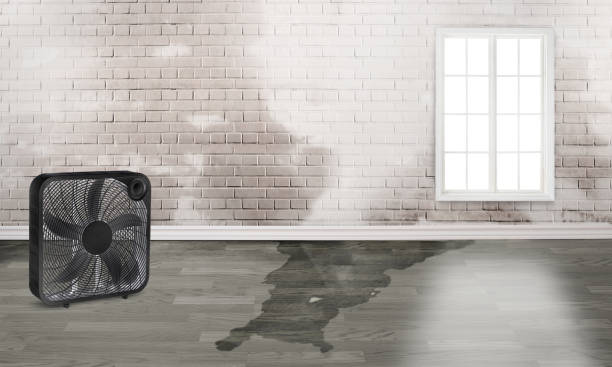 Best Flood damage cleanup  in Norton Shores, MI